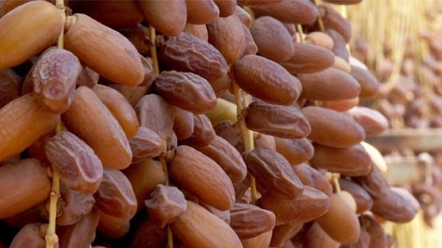 ارتفاع عائدات صادرات التمور بنسبة 11.4%