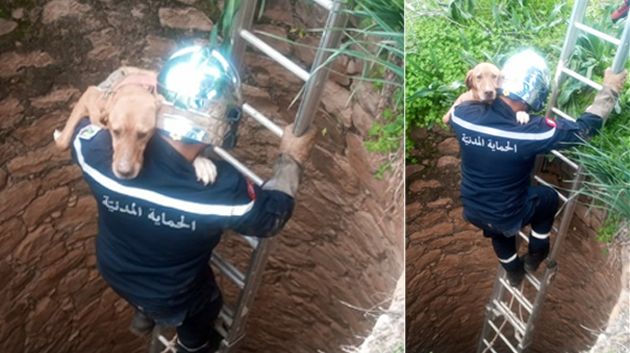 غار الدماء: إنقاذ كلب صيد سقط في بئر