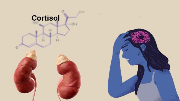 مختصة تحذّر من تداعيات ارتفاع هرمون الكورتيزول في الجسم