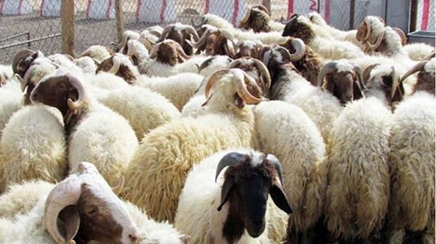 الجزائر: نحو استيراد مليون رأس من الماشية لعيد الاضحى