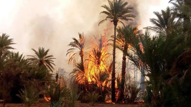 توزر: حريق بالواحة القديمة يأتي على حوالي 100 أصل نخيل