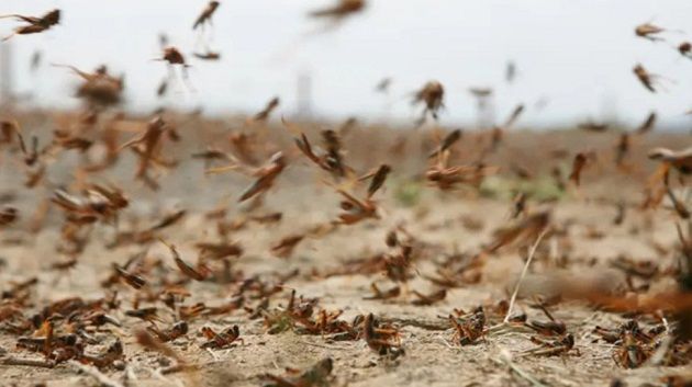 انطلاق عمليات مداواة الجراد بالذّهيبة بعد دخوله من ليبيا