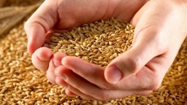 ديوان الحبوب: تكوين مخزون احتياطي من القمح يكفي لمدّة شهرين