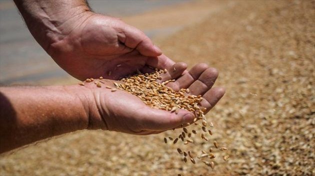 معدّل الإستهلاك الوطني السنوي من الحبوب