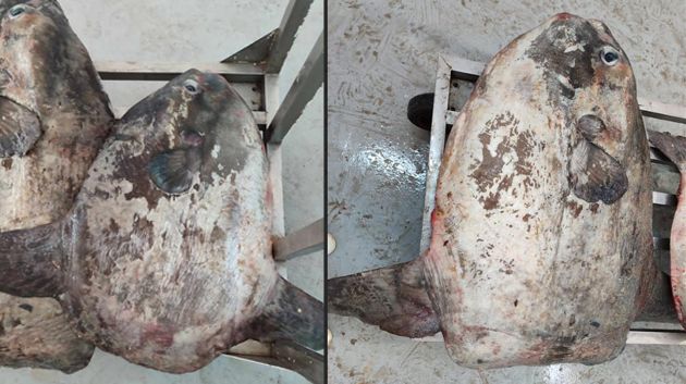 صفاقس: حجز سمك القمر بسوق الأسماك
