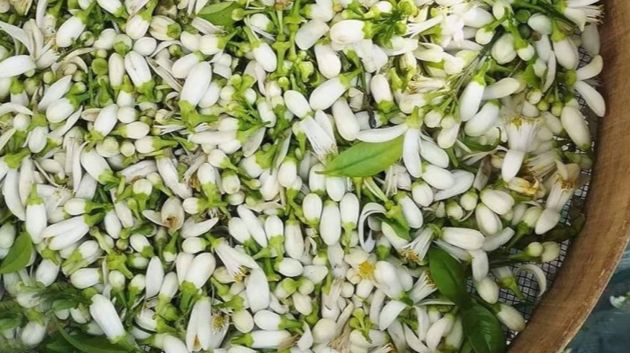 نابل: زيادة في إنتاج الزهر بـ 10%