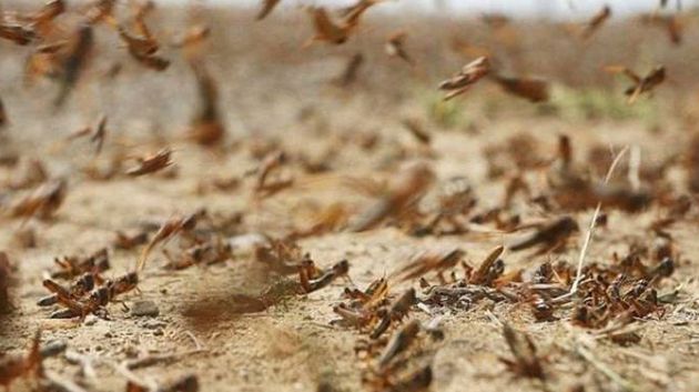 بعد التقصي والمداواة: رجيم معتوق خالية حاليّاً من الجراد الصحراوي