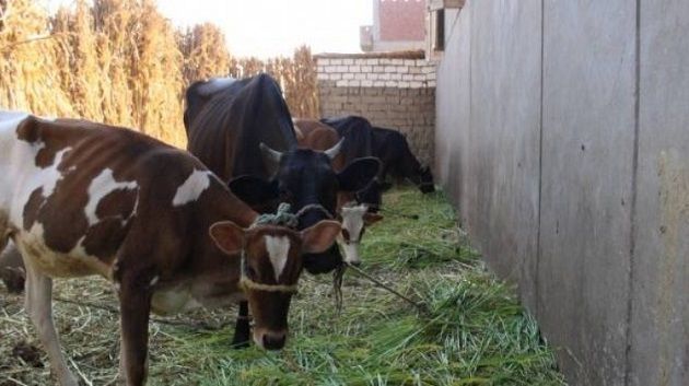 طبرقة.. نفوق أبقار بسبب الحمى القلاعية