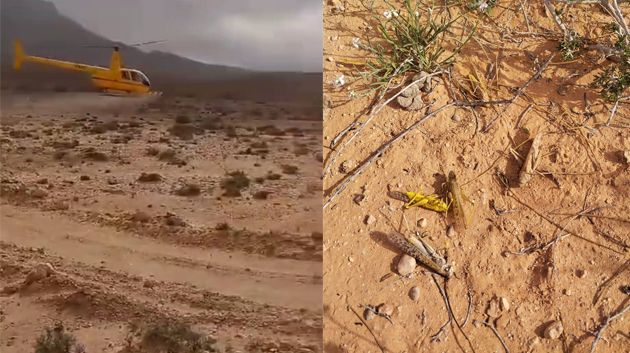 مكافحة الجراد في المنطقة الحدودية العسكرية العازلة بين رمادة وذهيبة