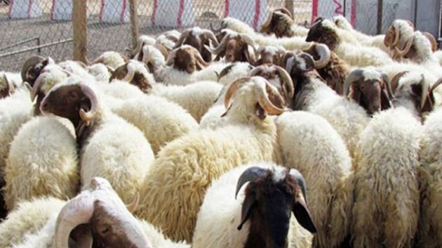 ڨعفور: القبض على 4 أشخاص من أجل سرقة قطيع من الأغنام