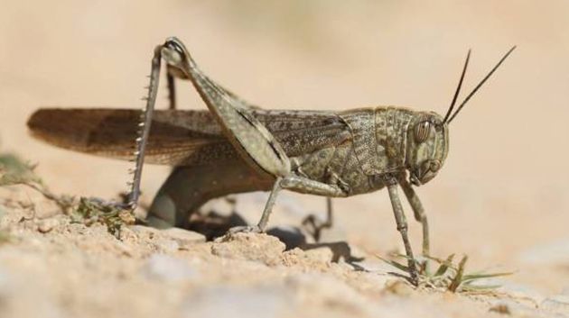 وزير الفلاحة الجزائري يوضح بخصوص الوضع المتعلق بأسراب الجراد