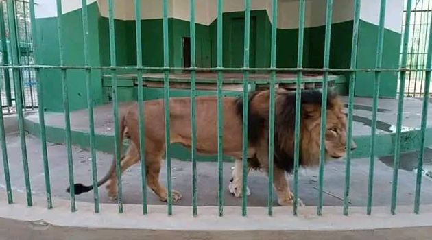 قفصة.. تعرّض عامل بحديقة عرباطة لهجوم من الأسد