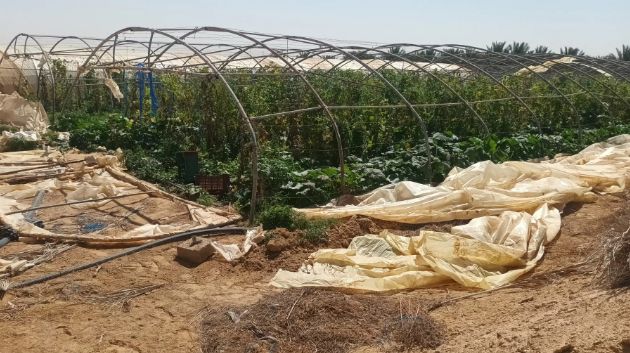 قبلي: تضرّر مشاريع البيوت المحمية جراء الرياح القوية