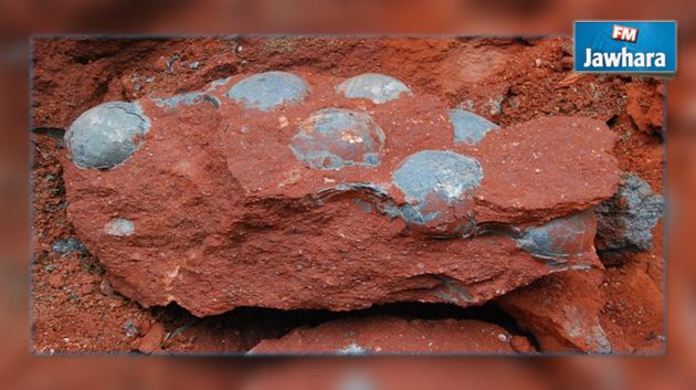 الصين : العثور على بيض ديناصور عمرها 90 مليون سنة