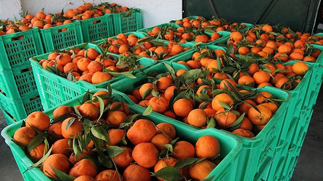 ارتفاع عائدات صادرات القوارص بنسبة 16،9 بالمائة