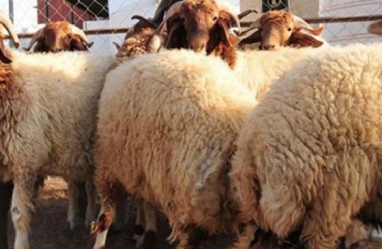  مدير الإنتاج الحيواني باتحاد الفلاحة: أضاحي العيد متوفرة والأسعار لم تُحدد بعد (فيديو)