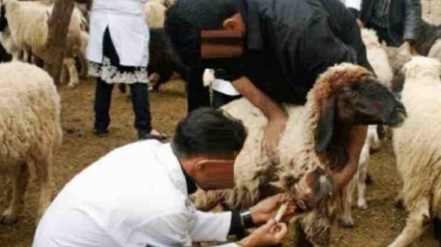 عيد الاضحى: توصيات وزارة الفلاحة لمربّي الماشية 