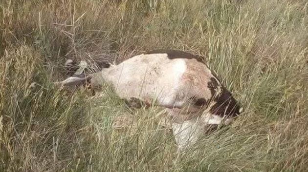 نفوق عدد من الأبقار ببنزرت.. ممثّل نقابة الفلاحين بالجهة يُوضّح (فيديو)