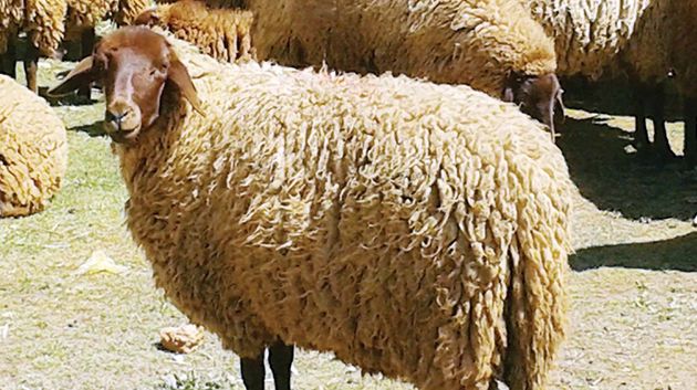 رئيس اتحاد الفلاحة بسوسة: 'من المتوقّع تراجع أسعار علوش العيد نسبياًّ'