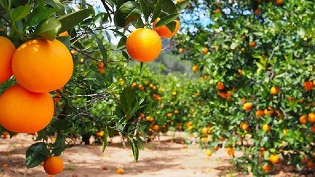 تطوّر صادرات القوارص التونسية بـ46 % 