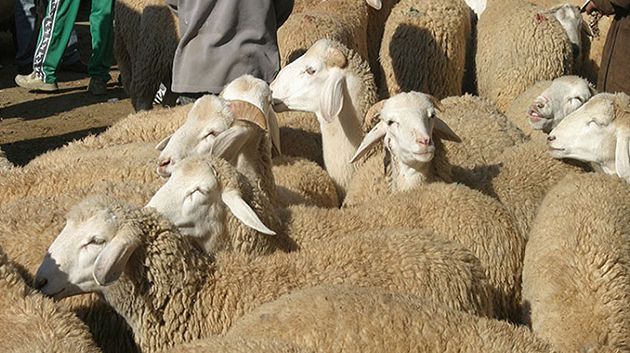 رئيس اتحاد الفلاحة: 'أضاحي العيد متوفّرة.. وسيتم قريبًا تحديد الأسعار' (فيديو)
