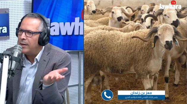 رئيس اتحاد الفلاحة: 'أضاحي العيد متوفّرة.. وسيتم قريبًا تحديد الأسعار'