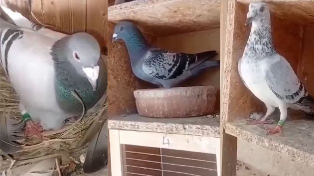اثنان منها تعودان لملك بلجيكا.. استرجاع 8 حمامات في بوحسينة (فيديو)