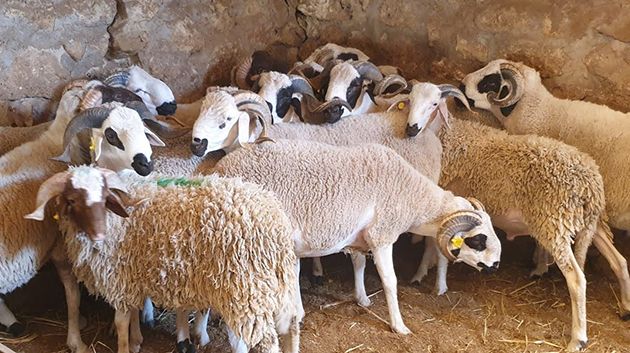 مدير عام ديوان تربية الماشية: 'أسعار الأضاحي لن تختلف عن عيد الأضحى الفارط'