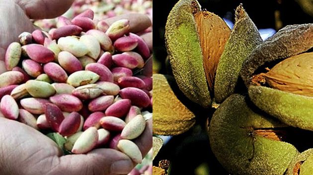 القصرين: صابة قياسية في إنتاج الفستق واللوز لهذا الموسم