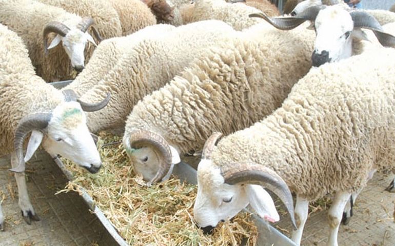 المهدية: 90 % من حاجيات الجهة من الأضاحي محلية ومتوفرة