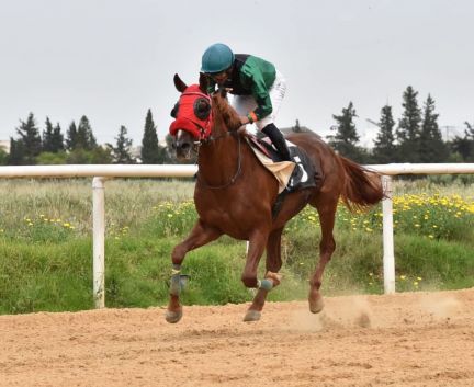 كأس تونس للخيول العربية الأصيلة: 'وعد العاديات' يفوز بالجائزة الكبرى