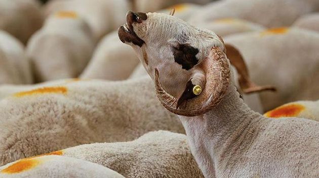 تحديد السعر المرجعي لأضاحي العيد لهذه السنة 