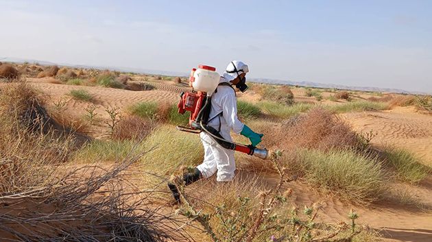 مقاومة الجراد الصحراوي: المساحة الجمليّة المداواة بلغت نحو 11875 هك
