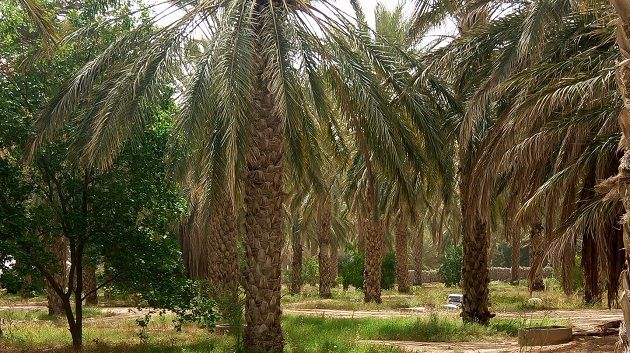 توزر: مجمع واحة حزوة للنخيل..تجربة رائدة في مجال الفلاحة البيولوجية