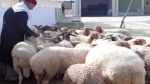 بمناسبة عيد الأضحى: وزارة التجارة تُصدر بلاغا خاصا بالأضاحي