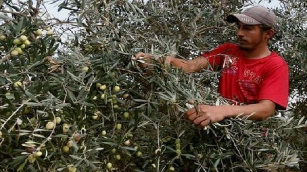  قضت على 20 مليون شجرة زيتون في ايطاليا.. ورشة عمل للتوقي من 'إكزيليلا'