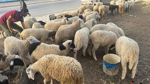 منظمة إرشاد المستهلك تدعو لاقتناء الأضاحي من الفضاءات المنظمة وتجنّب الوسطاء