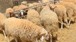 عيد الاضحى: حجز أغنام بقيمة تناهز 500 ألف دينار 