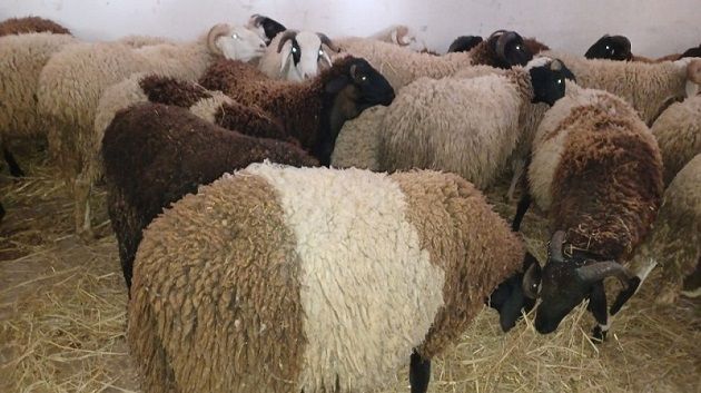 منوبة: الطلب فاق العرض خلال افتتاح نقطة بيع الأضاحي بالميزان