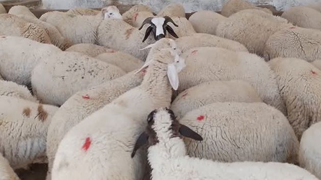 المغرب.. الأمن يداهم المنازل ويصادر أغنام الأضاحي