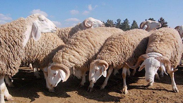 رجيش.. الفلاحون يطالبون بتدخل أمني بسبب انتشار سرقة الأغنام في هذه الفترة