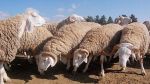 رجيش.. الفلاحون يطالبون بتدخل أمني بسبب انتشار سرقة الأغنام في هذه الفترة