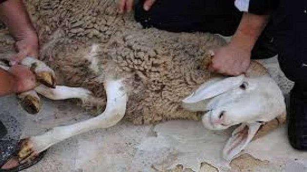 الهيئة الوطنية للسلامة الصحية : توصيات لضمان سلامة الأضاحي