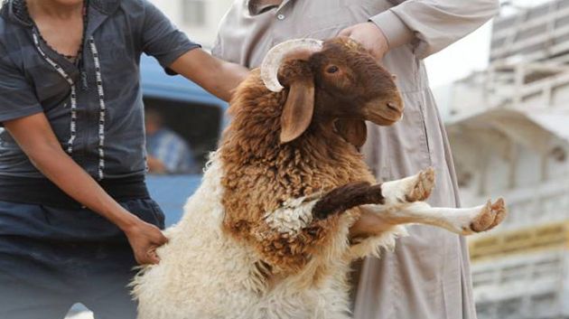 طبيبة بيطريّة: 'علامات تحذيرية يجب الانتباه لها قبل اقتناء خروف العيد' (فيديو)