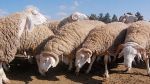 الثانية خلال يومين: سرقة 10 رؤوس أغنام في رجيش