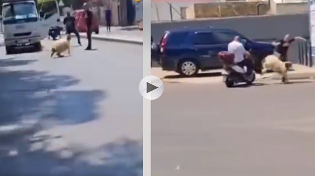 في فيديو طريف: خروف العيد يرواغ المارة في الشارع ويهرب !