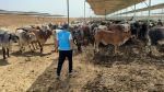 تركيا: إصابة أكثر من 14 ألف شخص خلال ذبح أضاحي العيد