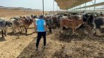 تركيا: إصابة أكثر من 14 ألف شخص خلال ذبح أضاحي العيد