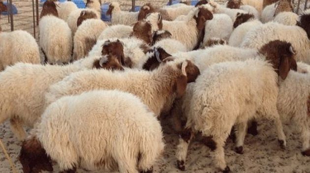 حجز حوالي 745 راس غنم لغرض المضاربة والاحتكار خلال فترة عيد الأضحى