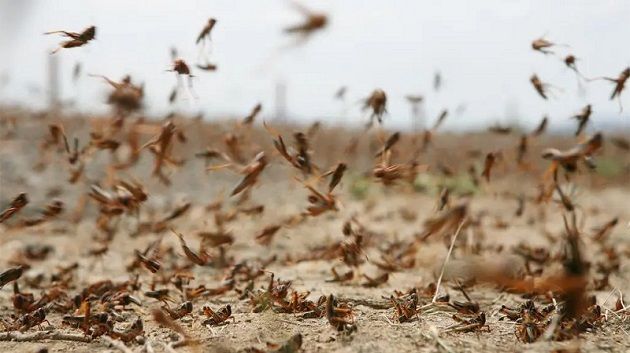 'الفاو' تحذّر من استمرار انتشار الجراد في شمال افريقيا